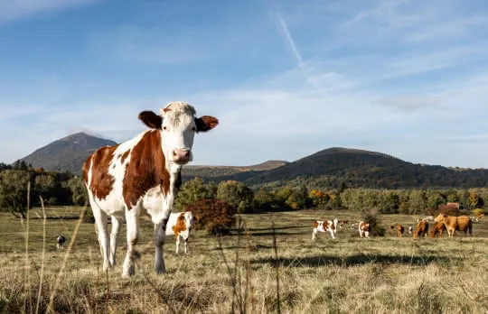 20221007 cdavidgonthier 0083 — Clermont Auvergne Volcans